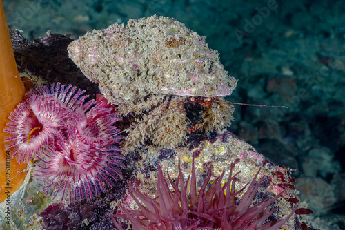 Φωτογραφία Hermit Crab with Anemones on a Rock Underwater