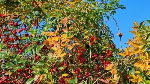 Red berries of rose hip. Green and yellow leaves of a tree in the garden.