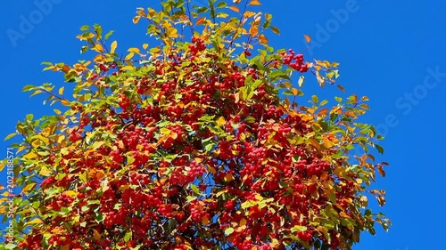 Sorbus in the garden. Autumn leaves, fall season flora.