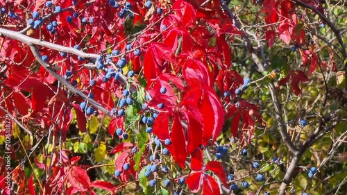 Colorful red leaves of a Virginia creeper (Parthenocissus quinquefolia). Vine Plant in Autumn. Autumn leaves, fall season flora.