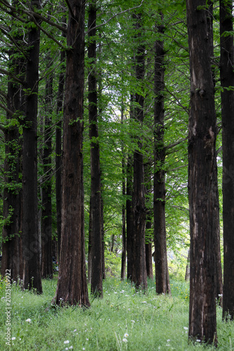 It is a forest of magnificent Metasequoia trees.아름드리 메타세콰이어 숲입니다.