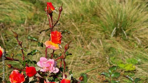 Beautiful Flowers In The Garden