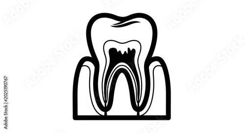Detailed tooth cross section diagram showing roots and inner structure