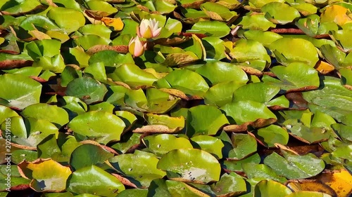 Beautiful botanical shot, natural wallpaper. Water Lilies and pond plants in autumn.