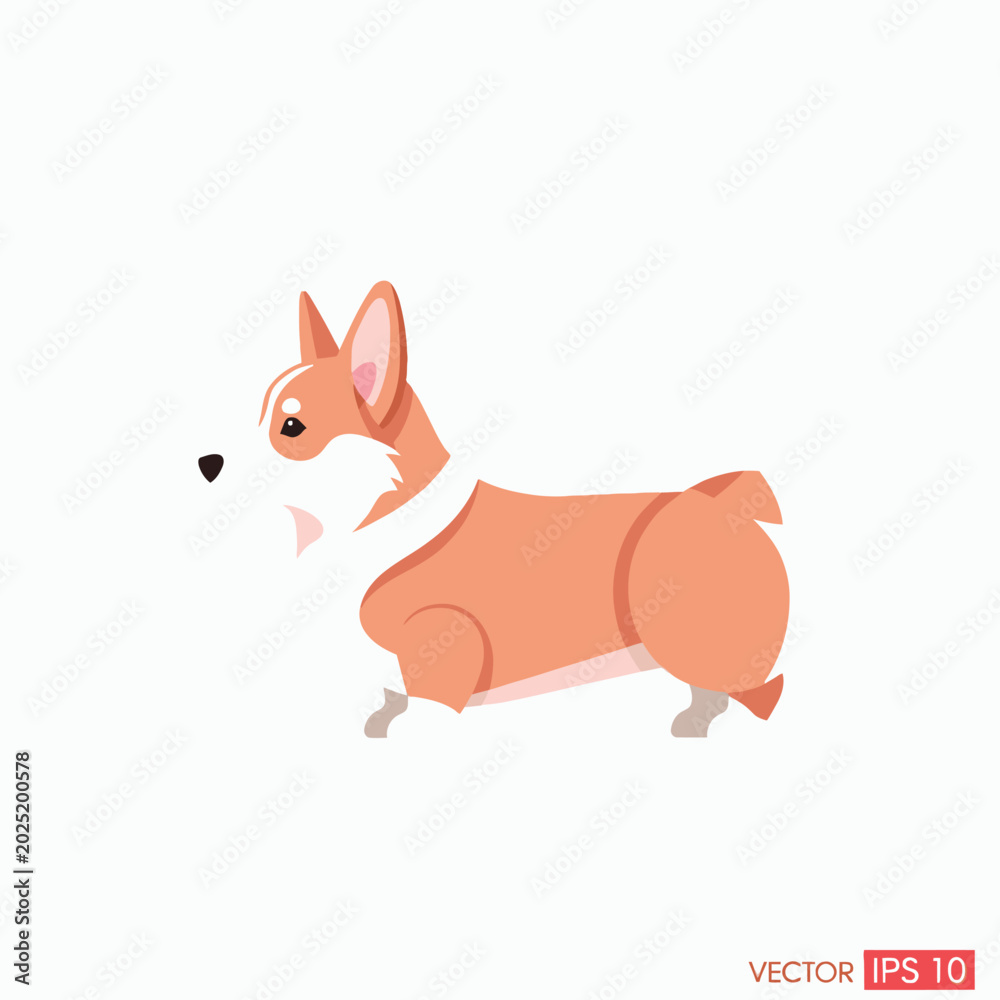 Fototapeta premium Corgi dog breed walking profile.
