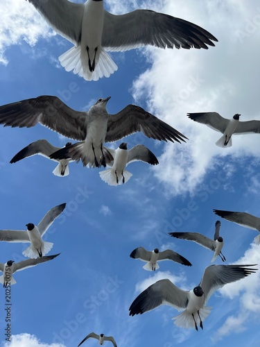 Photography seagulls in flight