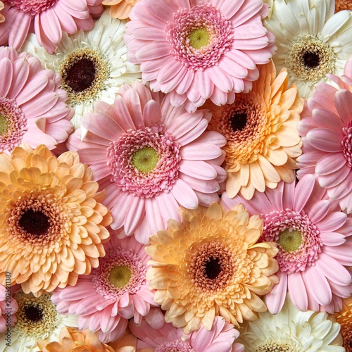 Pink Gerbera Flower Background Floral Flat Lay Spring Texture