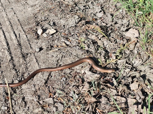snake on the ground