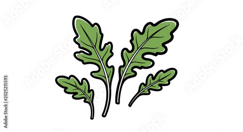 Fresh arugula leaves vector illustration against white background for design