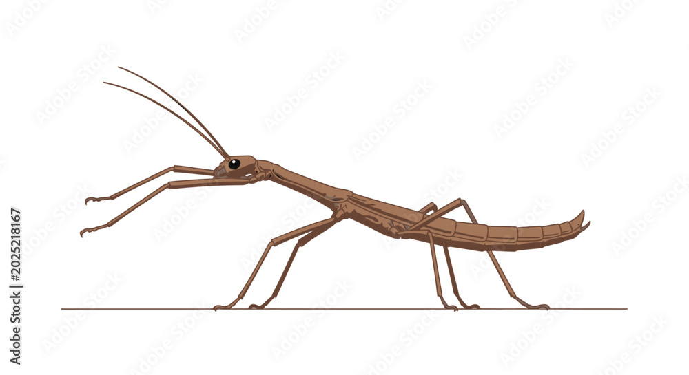 Obraz premium Detailed illustration of a stick insect against a clean white background