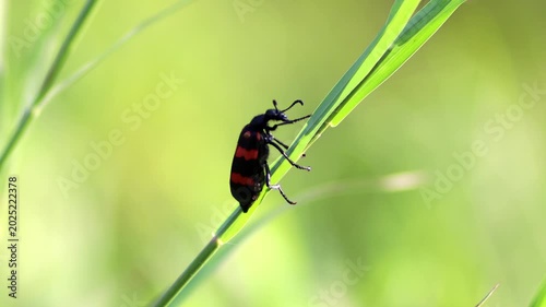 Macro shot of a bright black and red Poisonous Blister Beetle, Mylabris pustulata