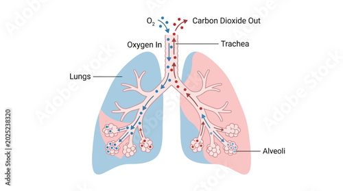 Human lungs anatomy diagram showing oxygen and carbon dioxide gas exchange process vector illustration.