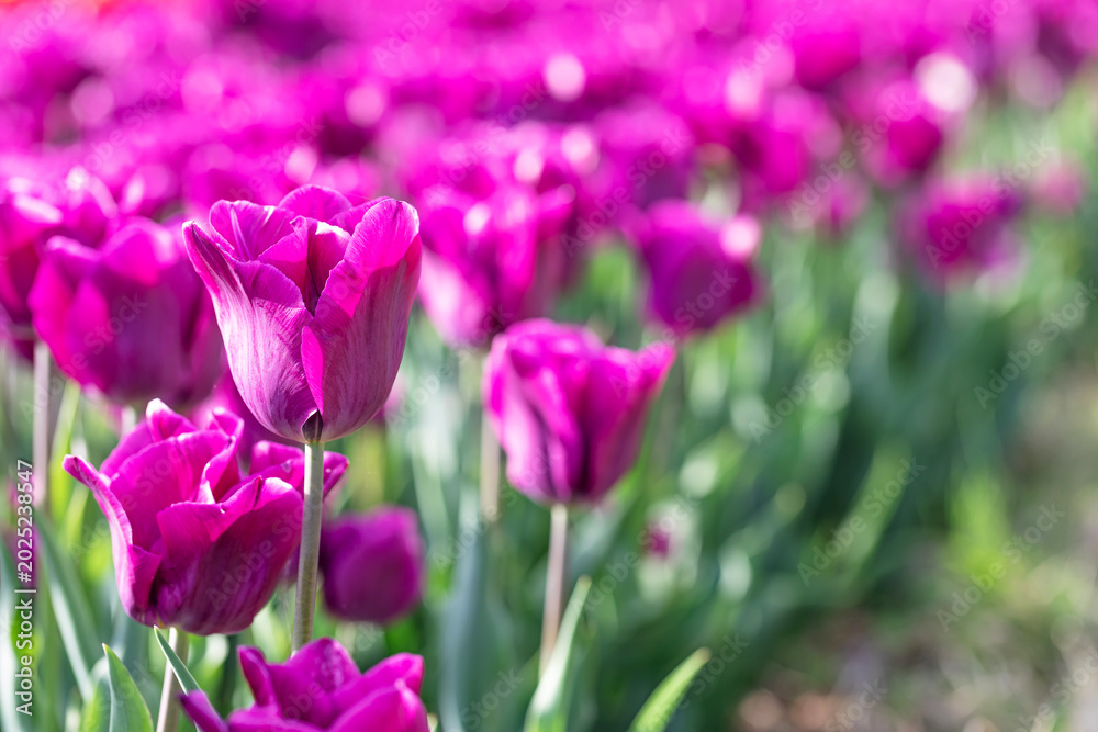 Fototapeta premium Beautiful purple tulip flowers blooming in a bright spring garden field