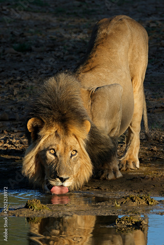 A big male African lion (Panthera leo) drinking water, Kalahari desert, South Africa