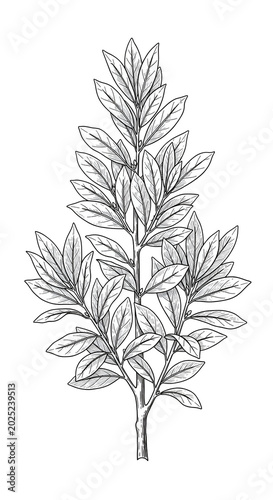 Minimalist Laurel Leaf Branch Isolated Transparent Black and White Line Art Illustration