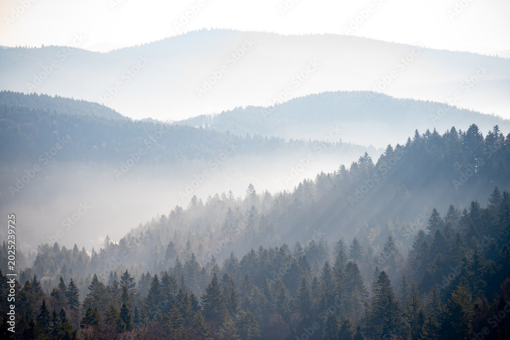 Naklejka premium Misty landscape of mountains and hills with pine tree fir forest, covered in fog. Natural outdoors view of a mountain range, morning mist rolling over the highlands in Poland.