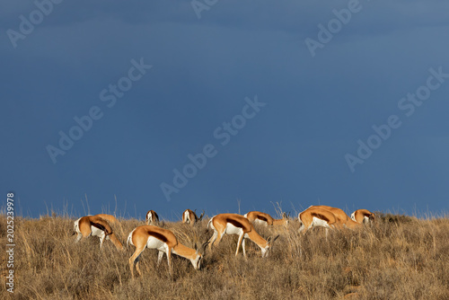 Springbok antelopes (Antidorcas marsupialis) in late afternoon light with stormy sky, Mountain Zebra National Park, South Africa