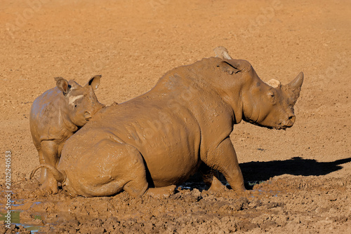 A white rhinoceros (Ceratotherium simum) and calf wallowing in a muddy waterhole, South Africa