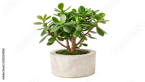 Bild auf Leinwand jade plant crassula ovata succulent isolated on transparent background