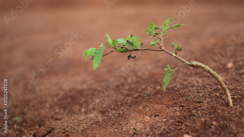 Schilderij op canvas Close-up of a small green twig growing out of barren brown ground, hope and ecol