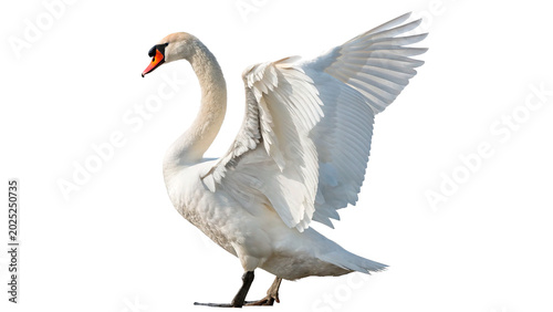 Εκτύπωση καμβά A graceful white swan bird standing elegantly with extended wings side view prof