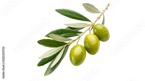 A fresh green olive tree branch with raw organic green olives hanging isolated on transparent background cut out