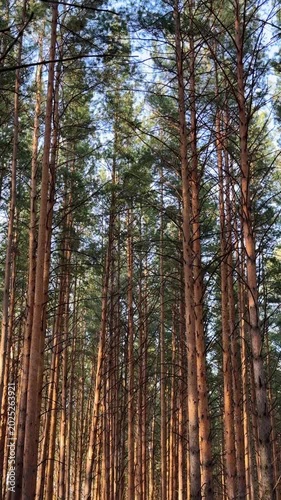 A view of a walking trail in a pine park during golden hour. Vertical 4K footage