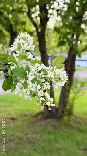 Close-up of a bird cherry blossom on a spring tree in the city on a windy day. 4K footage