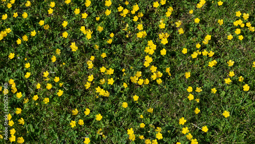 Bild auf Leinwand Field of creeping buttercup ranunculus repens spreading across green lawn forming invasive weed carpet, common garden problem
