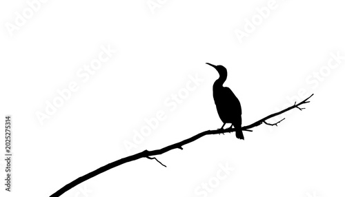 Minimalist silhouette of a cormorant perched on a bare tree branch against white background