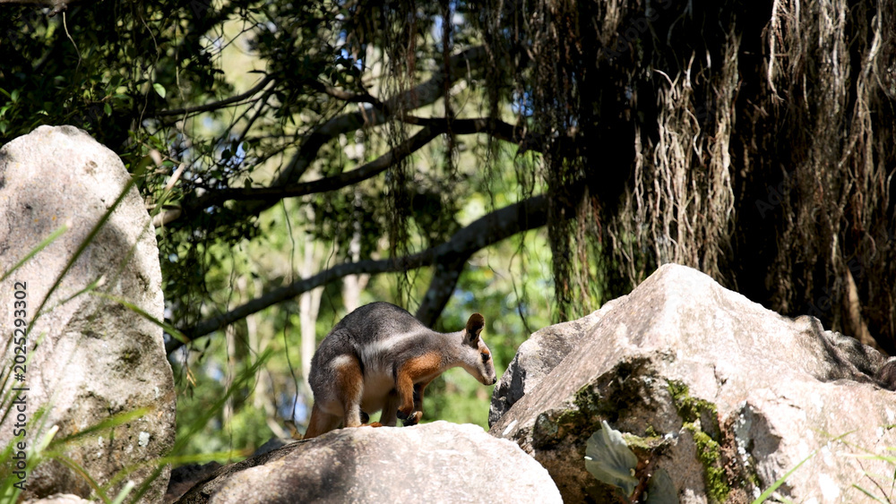 Fototapeta premium Australian Rock Wallaby Standing on Large Boulders in Natural Forest Habitat