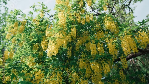 A medium shot of a Golden Chain tree (Laburnum) in full bloom during May in Germany. The long, pendulous yellow flower clusters sway gently in a light spring breeze against a backdrop of lush green le