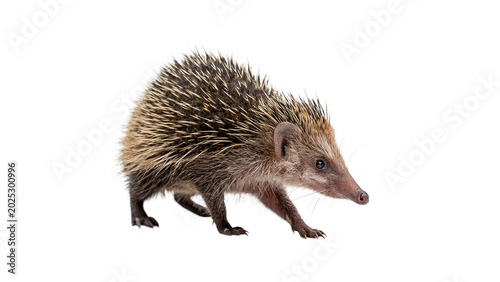 Bild auf Leinwand A small wild brown prickly hedgehog mammal walking calmly showing sharp protecti