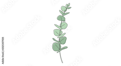 Foto Eucalyptus leaves on a stem.