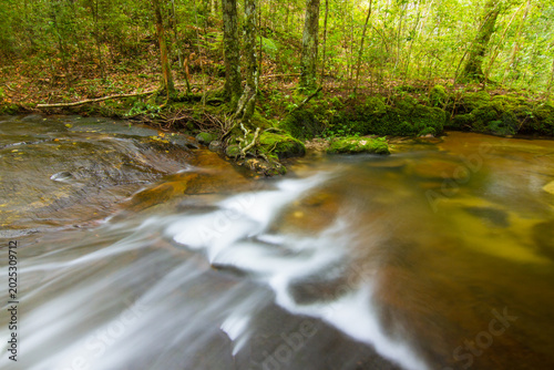 stream in the forest on rainy season