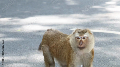 Foto Macaque Monkey Standing on Sunlit Asphalt Road Looking to the Side
