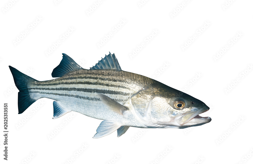 Obraz premium Striped bass fresh, USA fresh, fresh fish on a white background.
