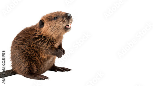 Konstfotografi A wild brown beaver rodent mammal sitting and chewing gnawing on a piece of wood