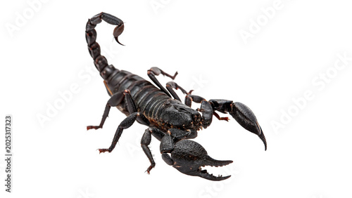 Bilde på lerret A dangerous wild black scorpion arachnid insect animal crawling with a raised st