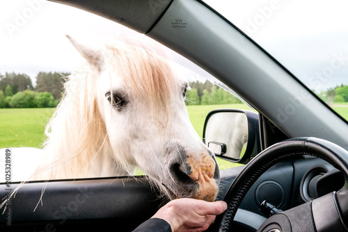 Fotografie Close-up of a tourist hand feeding a fluffy Gypsy Vanner horse through an open c