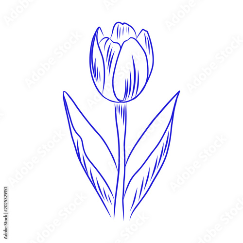 Vector hand drawn sketch of tulip, blue line art on white background