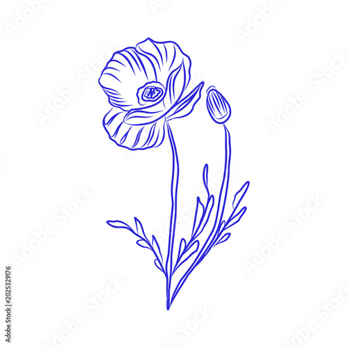 Vector hand drawn sketch, poppy flower, blue line art on white background