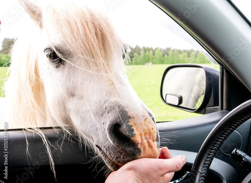 Quadro su tela Close-up of a tourist hand feeding a fluffy Gypsy Vanner horse through an open c
