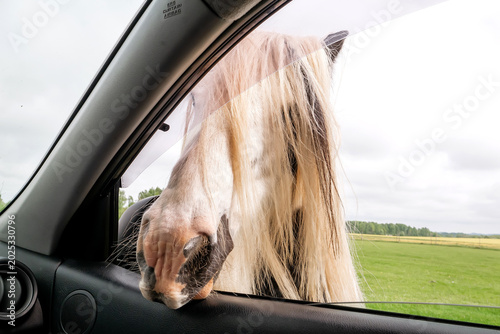 Bild auf Leinwand Funny close-up of a fluffy piebald Gypsy Vanner horse with long blonde mane peek