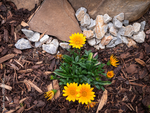 Yellow gazania flowers blooming in decorative rock garden with stones, bark mulch and natural landscaping design in spring backyard. Colorful ornamental flower in sunny garden.