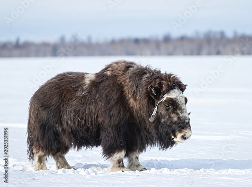 Muskox Standing in a Vast Snowy Arctic Landscape