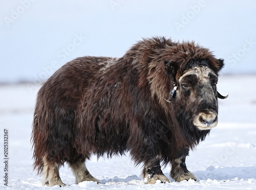 Muskox Standing in a Vast Snowy Arctic Landscape