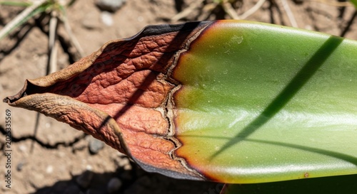 Sunburnt Edge of a Green Succulent Leaf Showing Decay