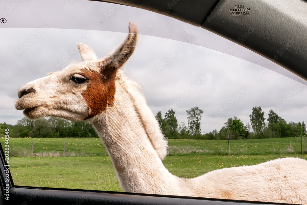 Naklejka premium Curious white and brown llama standing by an open car window, unexpected close-up animal encounter during a safari park road trip adventure