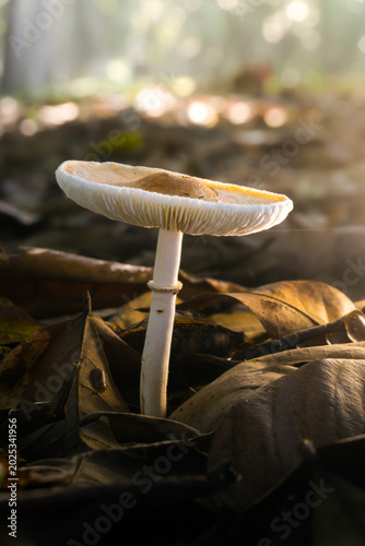 Schilderij op canvas Wild Leucoagaricus sp